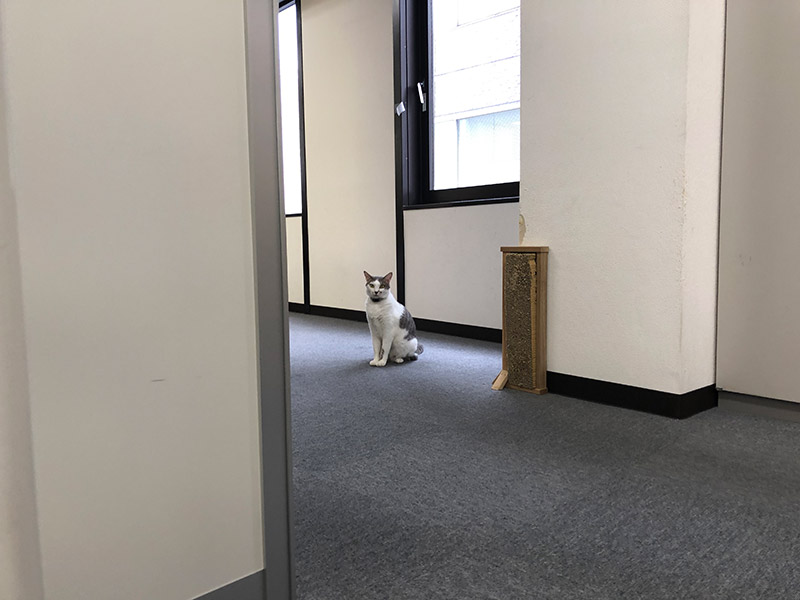 猫のいる会議室